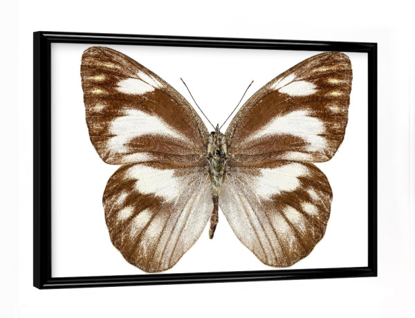 Poster mit schwarzem Rahmen "Butterfly species Appias libythea" artboxONE - Natur,Tiere