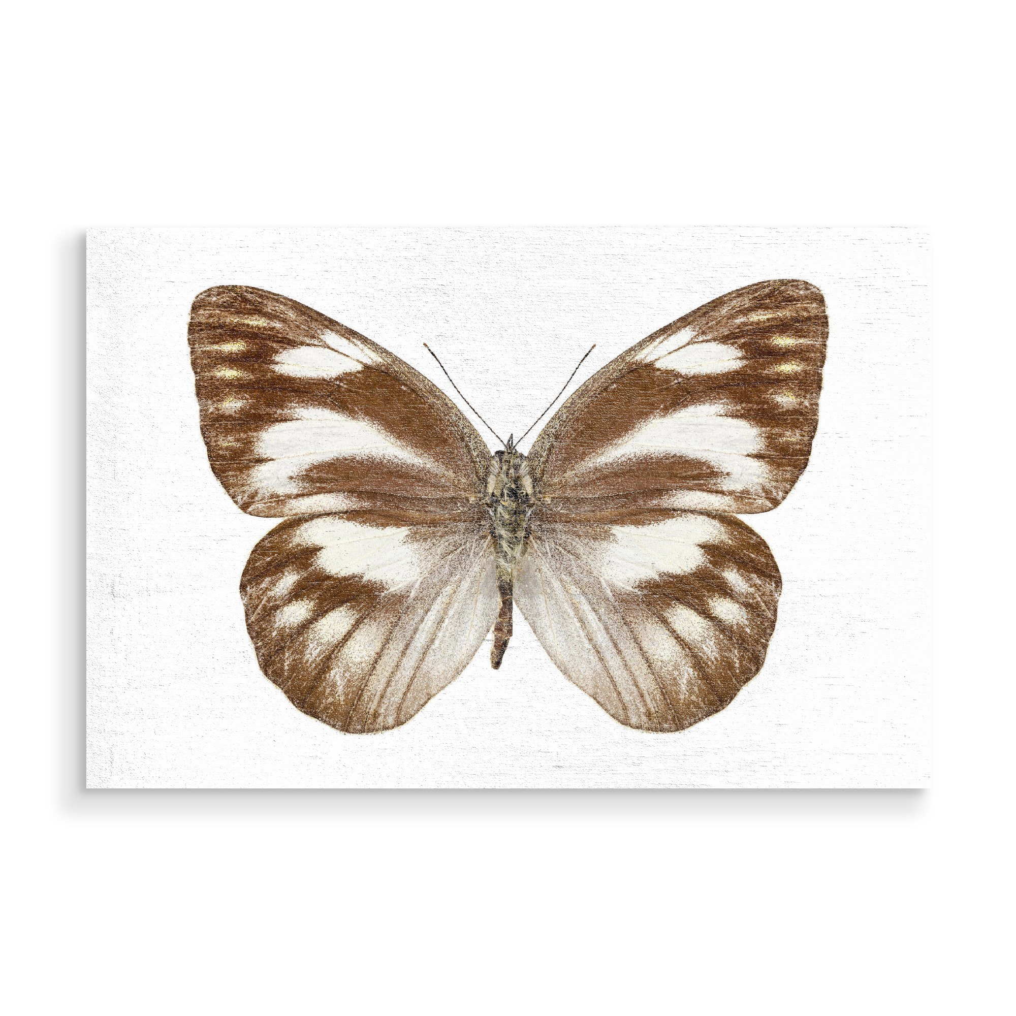 Holzbild "Butterfly species Appias libythea" artboxONE - Natur,Tiere
