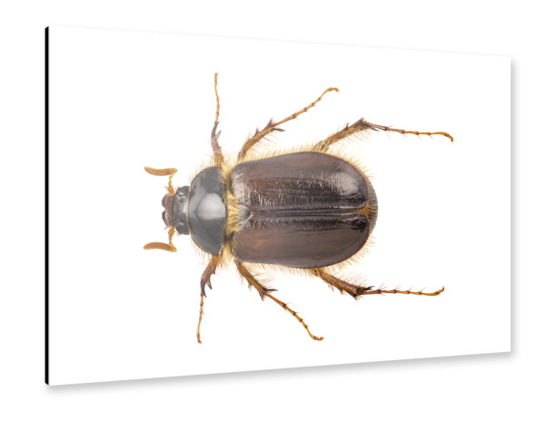Alu-Dibond "Cockchafer or june beetle" 30x20 cm artboxONE