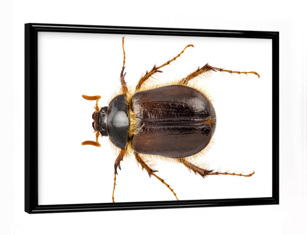Poster mit schwarzem Rahmen "Cockchafer or june beetle" artboxONE - Natur,Tiere