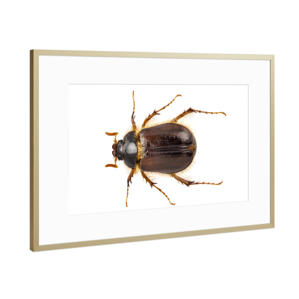 Poster mit Rahmen Gold "Cockchafer or june beetle" artboxONE - Natur,Tiere - Insect,Animals,High resolution,Photography,Flying,Color,Colorful,Nature