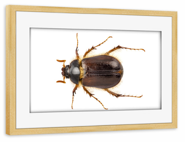 Poster mit Rahmen kiefer "Cockchafer or june beetle" artboxONE - Natur,Tiere - Insect,Animals,High resolution,Photography,Flying,Color,Colorful,Nature