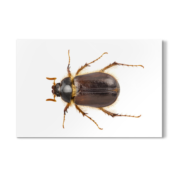 Galerie-Print "Cockchafer or june beetle" 30x20 cm artboxONE