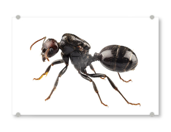 Acrylglasbild "Black garden ant species Lasius" artboxONE - Natur,Tiere - Insect,Animals,High resolution,Photography,Flying,Color,Colorful,Nature