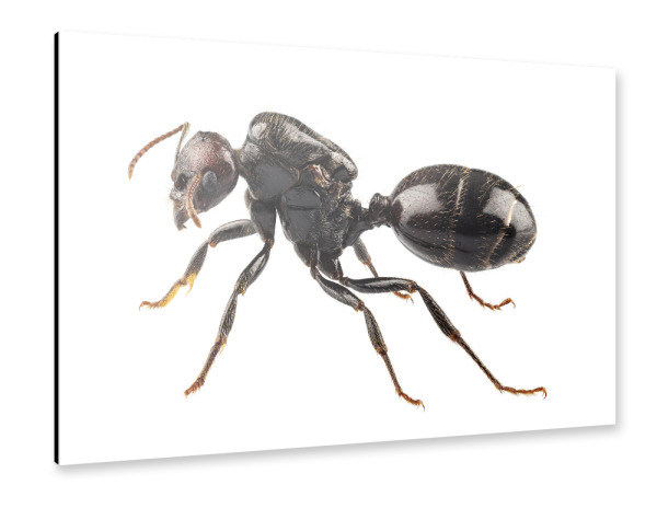 Alu-Dibond "Black garden ant species Lasius" 30x20 cm artboxONE