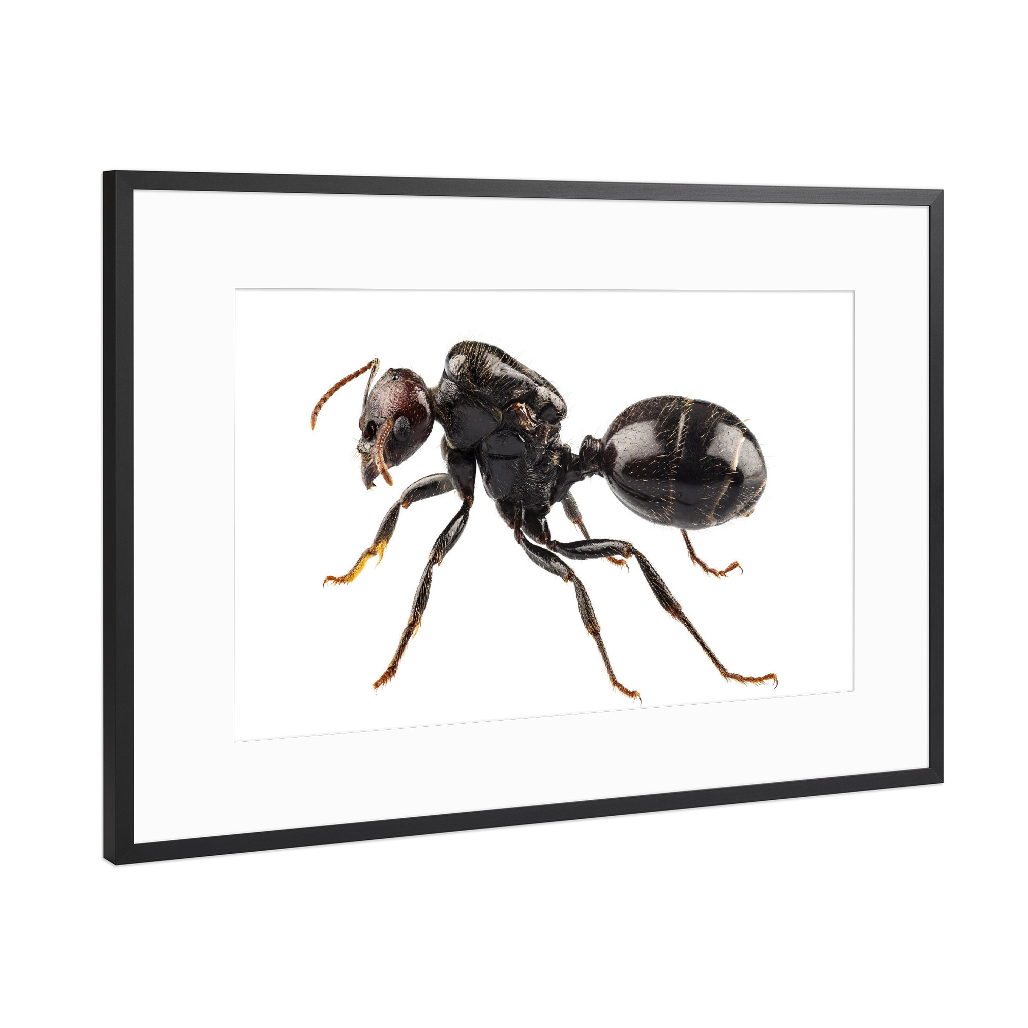Poster mit Rahmen Schwarz (Metallic) "Black garden ant species Lasius" artboxONE - Natur,Tiere