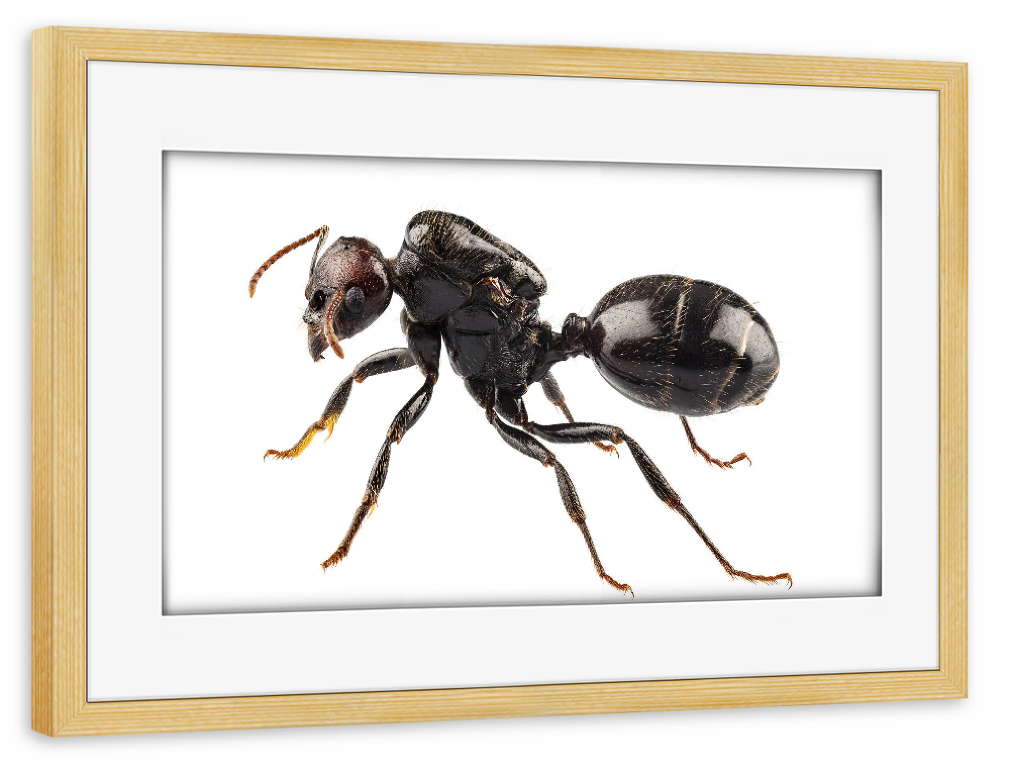 Poster mit Rahmen kiefer "Black garden ant species Lasius" artboxONE - Natur,Tiere