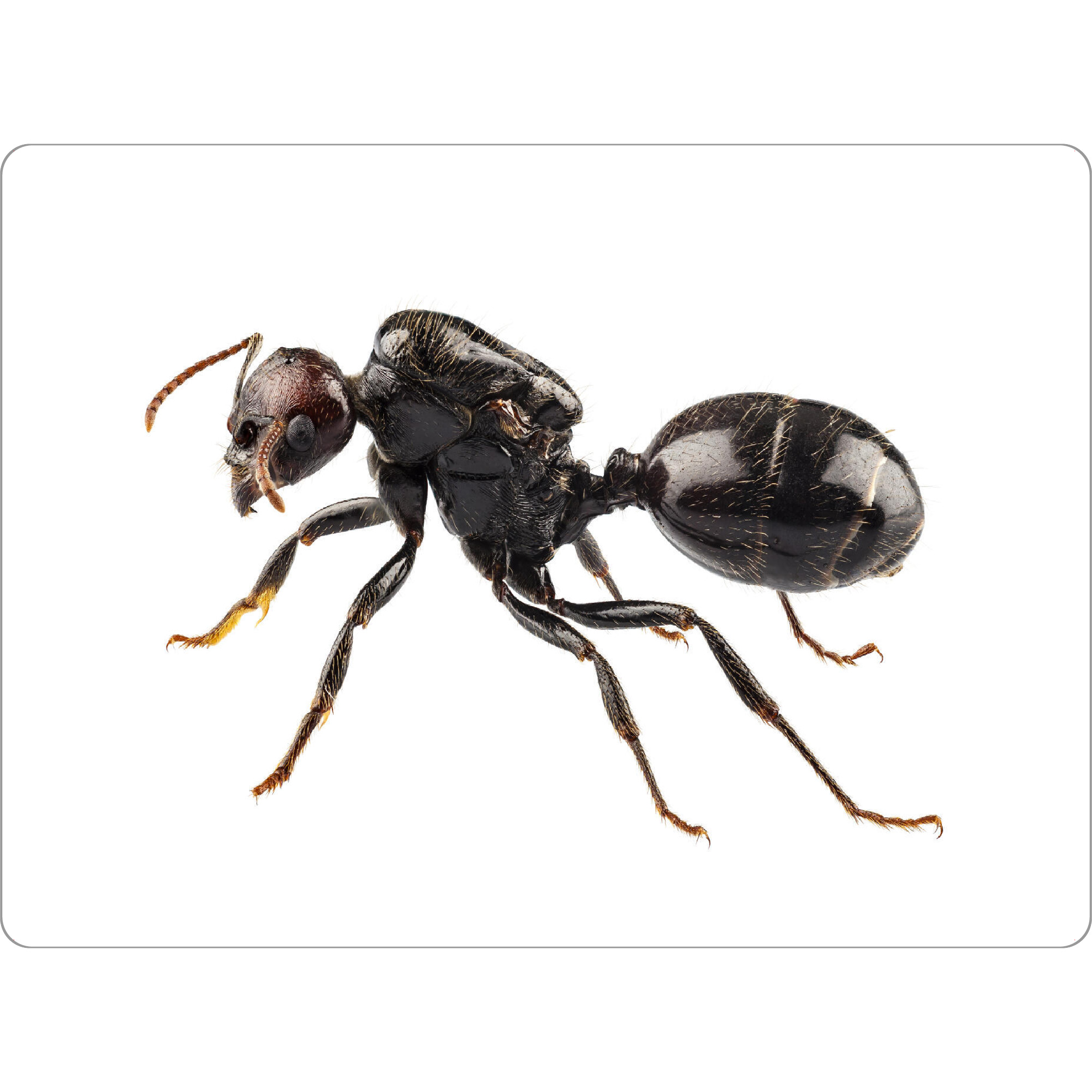 Tischset "Black garden ant species Lasius" artboxONE - Natur,Tiere - Insect,Animals,High resolution,Photography,Flying,Color,Colorful,Nature