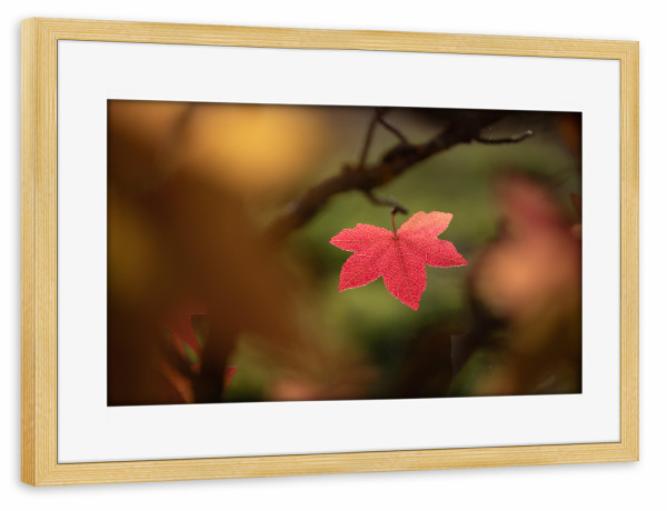 Poster mit Rahmen kiefer "Rotes Herbstblatt" artboxONE - Natur,Floral