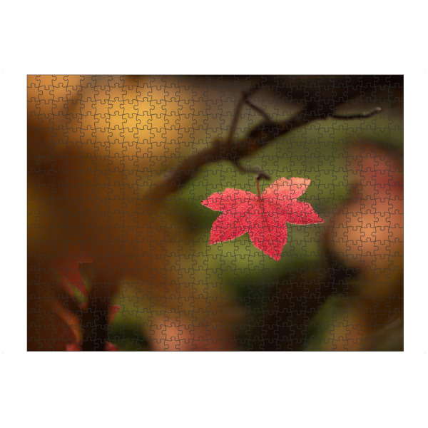 artboxONE Puzzle "Rotes Herbstblatt" artboxONE - Natur,Floral - Ahornblatt,Ahorn,Acer,Herbst,Herbstfarbe,Blatt,Naturfoto,Naturfotografie,Herbstlich