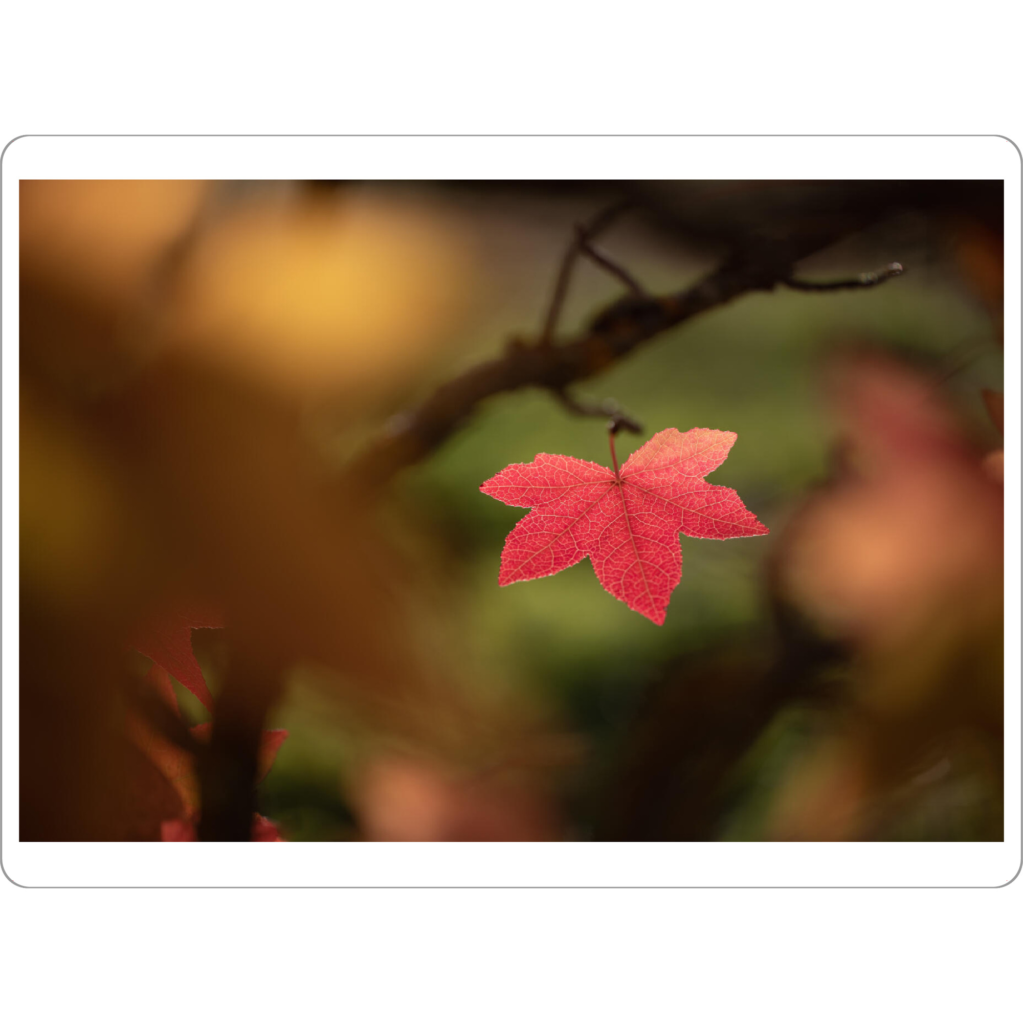 Tischset "Rotes Herbstblatt" artboxONE - Natur,Floral - Ahornblatt,Ahorn,Acer,Herbst,Herbstfarbe,Blatt,Naturfoto,Naturfotografie,Herbstlich