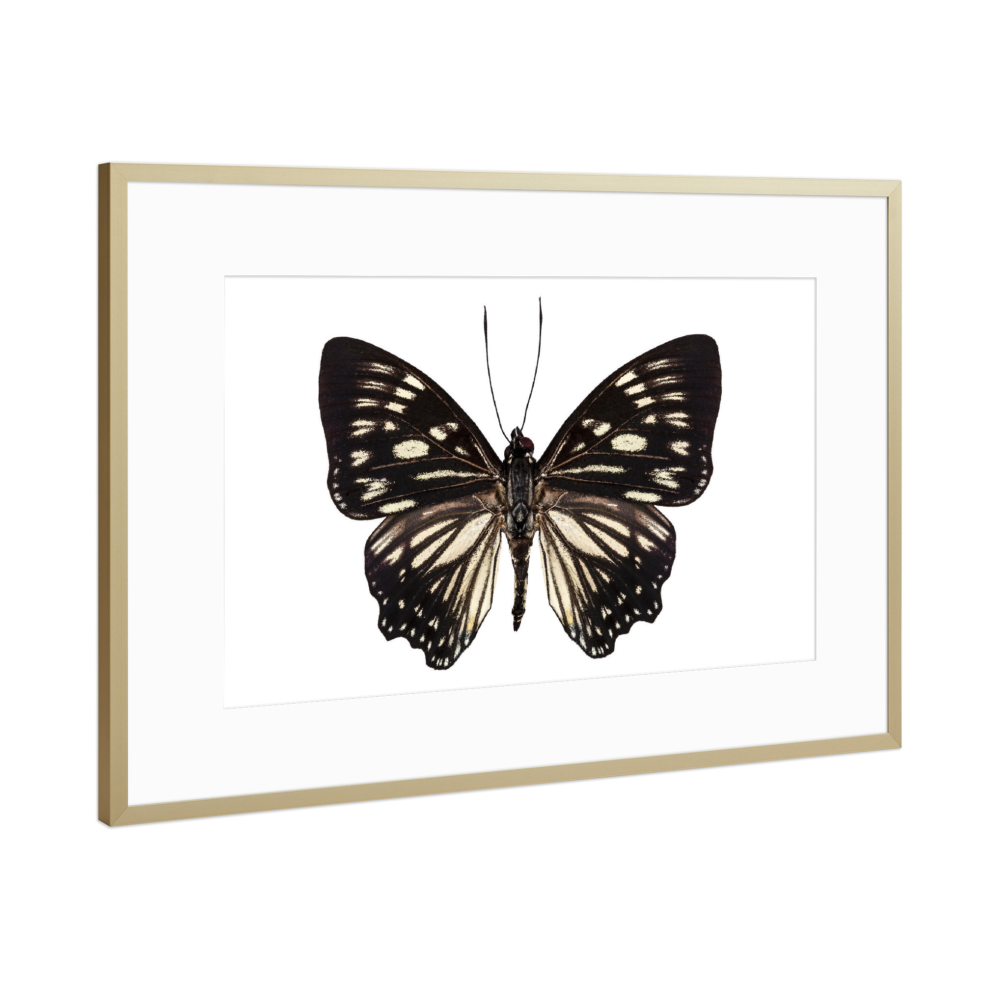 Poster mit Rahmen Gold "Butterfly species Euripus" artboxONE - Natur,Tiere