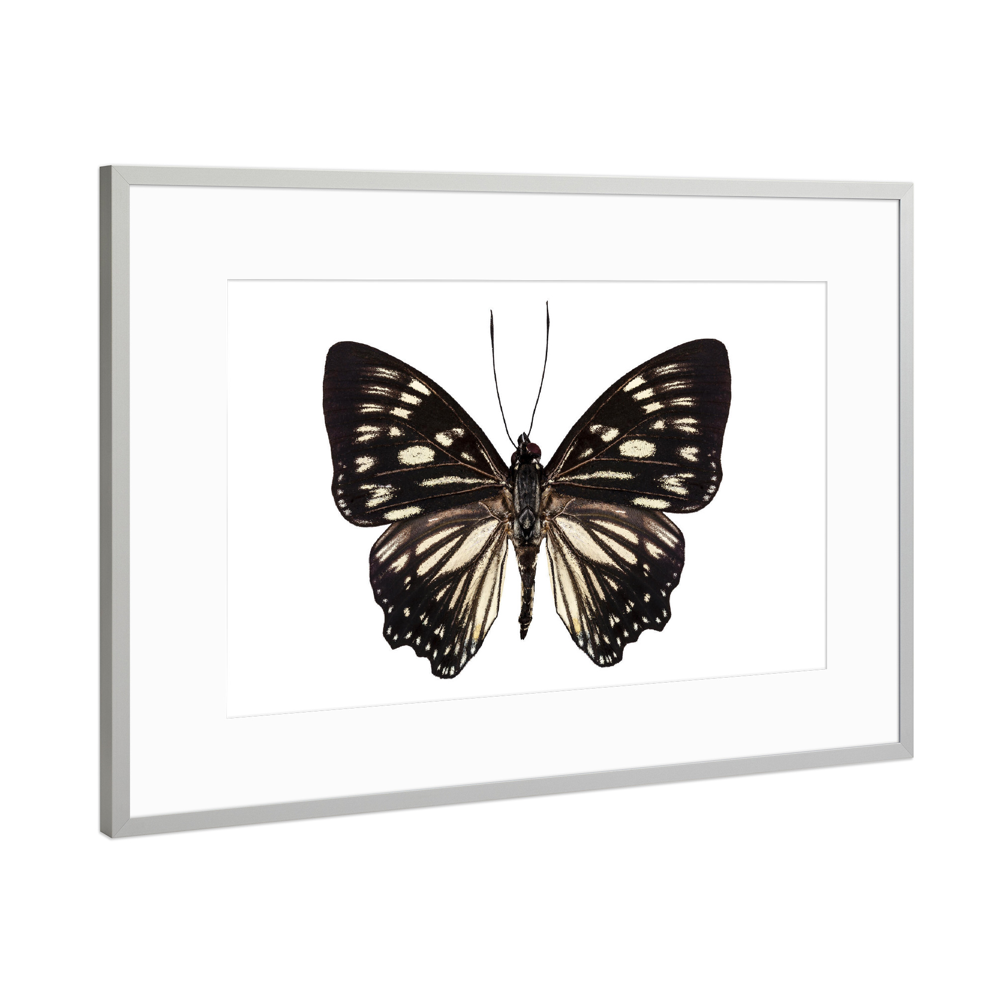 Poster mit Rahmen Silber "Butterfly species Euripus" artboxONE - Natur,Tiere