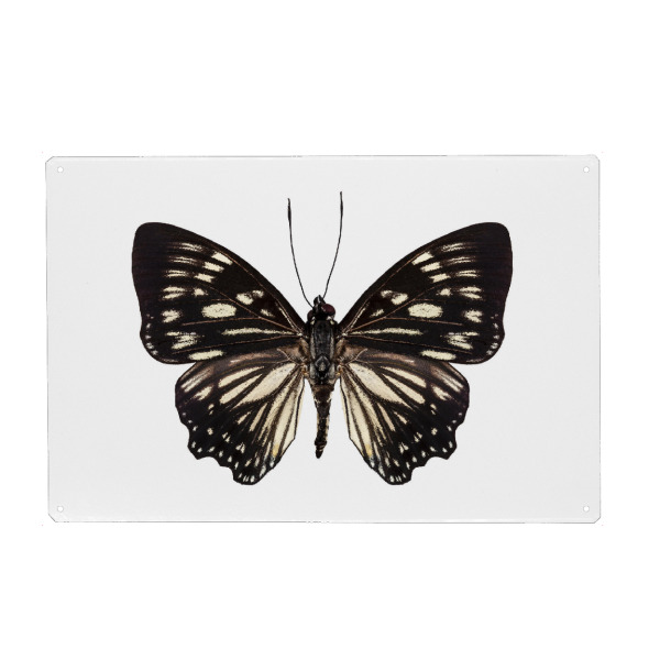 Metall Poster "Butterfly species Euripus" artboxONE - Natur,Tiere - Insect,Butterfly,Animals,High resolution,Photography,Flying,Colorful,Nature,Bunt