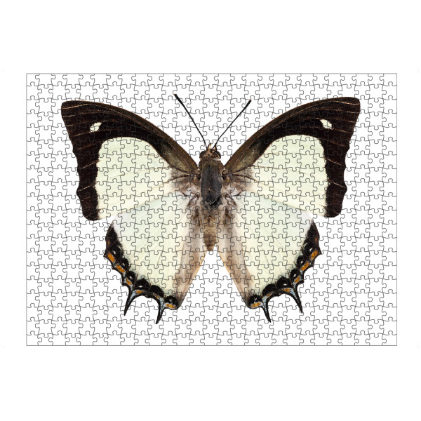 artboxONE Puzzle "Polyura jalysus" artboxONE - Natur,Tiere