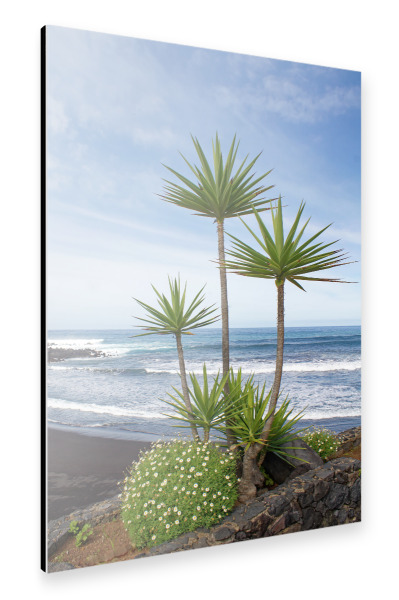 Alu-Dibond "Yucca-Palmen-Trio auf Teneriffa" 30x20 cm artboxONE