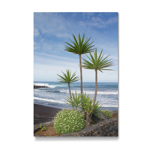 Galerie-Print "Yucca-Palmen-Trio auf Teneriffa" 30x20 cm artboxONE