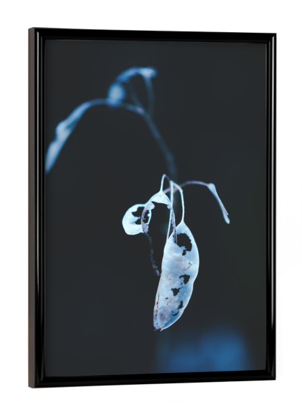 Poster mit schwarzem Rahmen "Schimmernde Pflanze" artboxONE - Natur,Floral