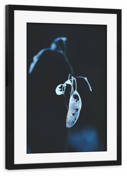 Poster mit Rahmen schwarz "Schimmernde Pflanze" artboxONE - Natur,Floral