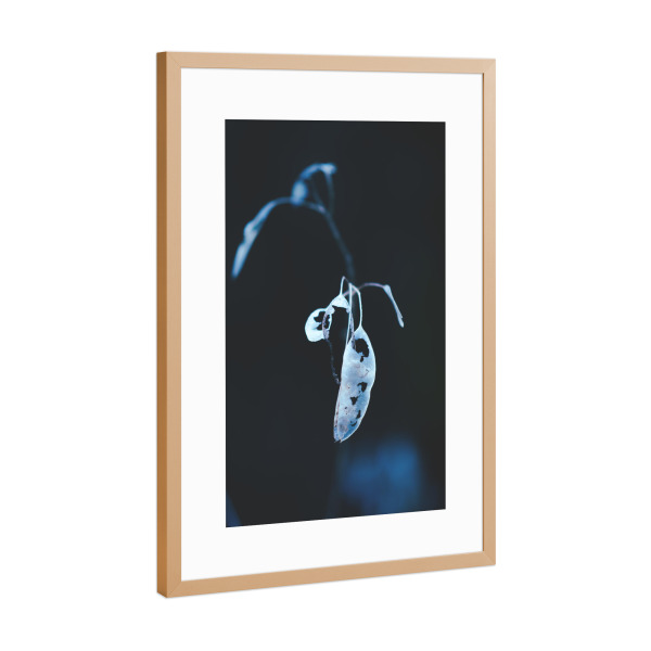 Poster mit Rahmen Kupfer "Schimmernde Pflanze" artboxONE - Natur,Floral