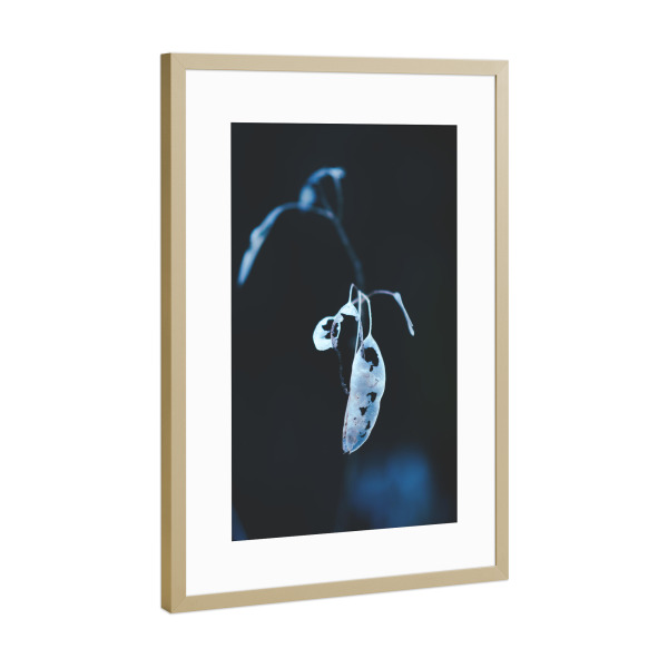 Poster mit Rahmen Gold "Schimmernde Pflanze" artboxONE - Natur,Floral