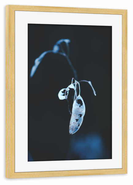 Poster mit Rahmen kiefer "Schimmernde Pflanze" artboxONE - Natur,Floral