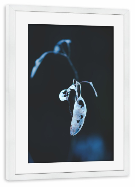 Poster mit Rahmen weiß "Schimmernde Pflanze" artboxONE - Natur,Floral