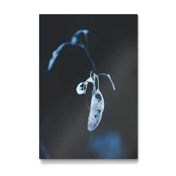 Galerie-Print "Schimmernde Pflanze" 30x20 cm artboxONE