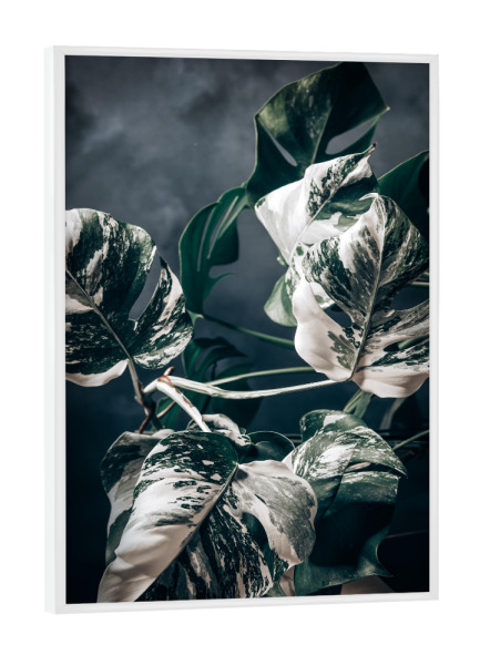 Poster mit weißem Rahmen "Fensterblatt" artboxONE - Floral,Musik