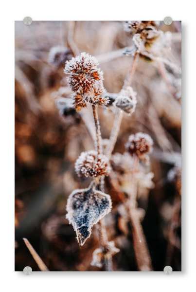 Acrylglasbild "Winter Blume" artboxONE - Natur,Floral - Natur,Blume,Winter,Schnee,Frost,Kalt,Nude,Nahaufnahme,Plant,Pflanze