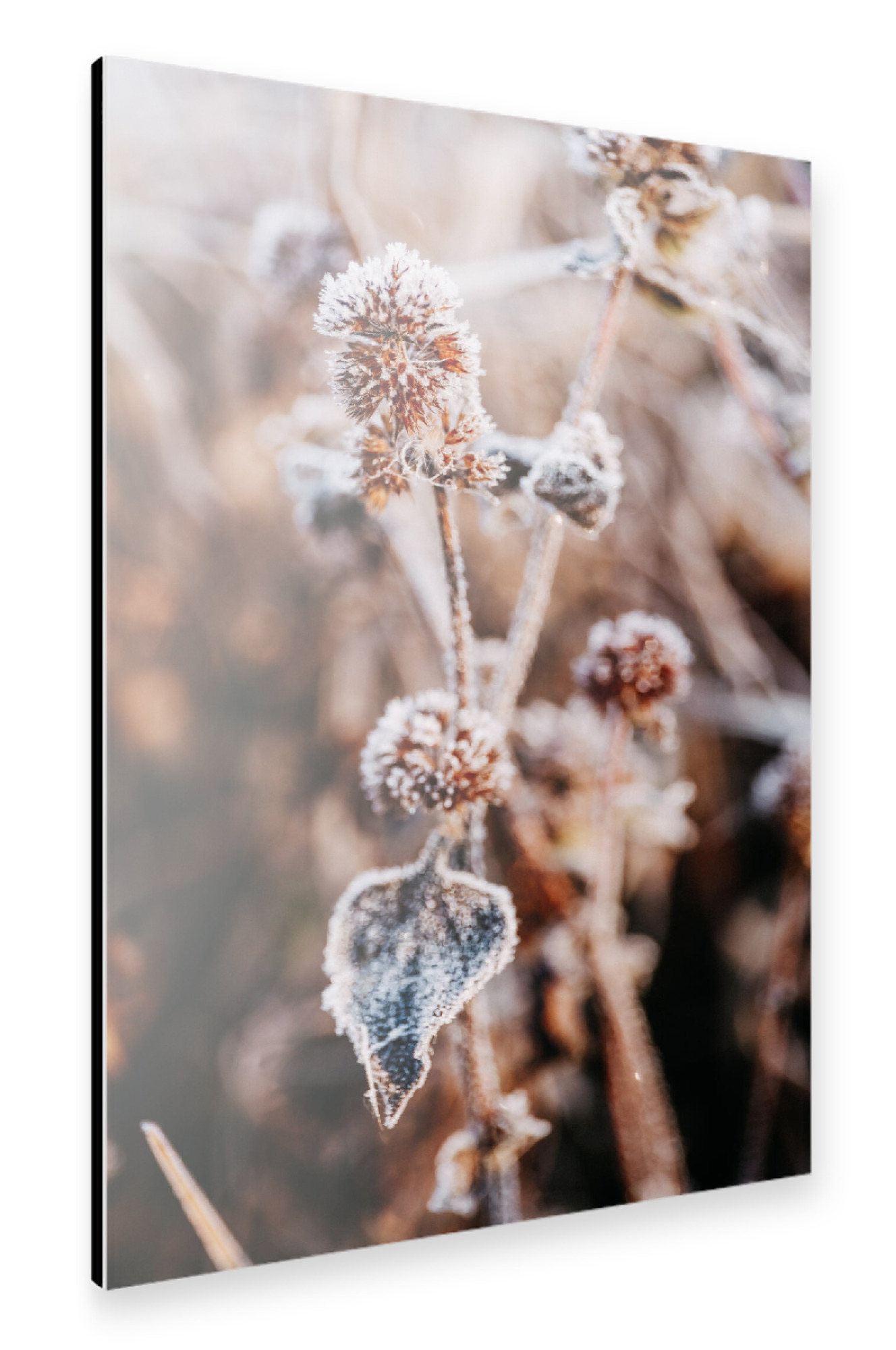 Alu-Dibond "Winter Blume" 75x50 cm artboxONE