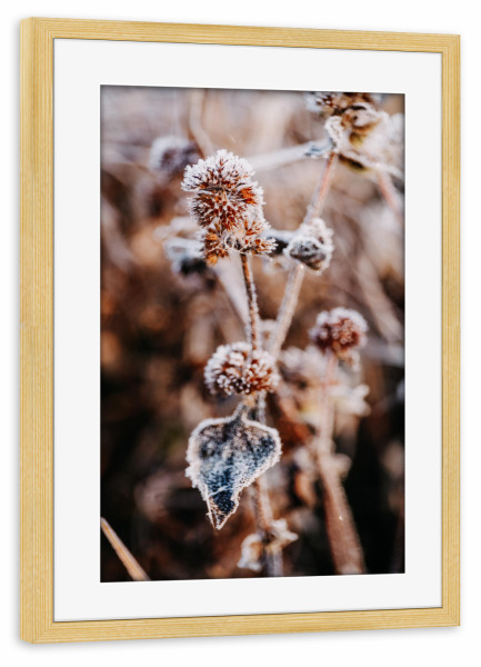 Poster mit Rahmen kiefer "Winter Blume" artboxONE - Natur,Floral - Natur,Blume,Winter,Schnee,Frost,Kalt,Nude,Nahaufnahme,Plant,Pflanze