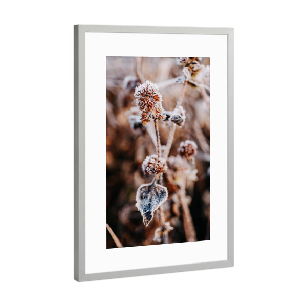 Poster mit Rahmen Silber "Winter Blume" artboxONE - Natur,Floral - Natur,Blume,Winter,Schnee,Frost,Kalt,Nude,Nahaufnahme,Plant,Pflanze