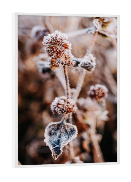 Poster mit weißem Rahmen "Winter Blume" artboxONE - Natur,Floral - Natur,Blume,Winter,Schnee,Frost,Kalt,Nude,Nahaufnahme,Plant,Pflanze