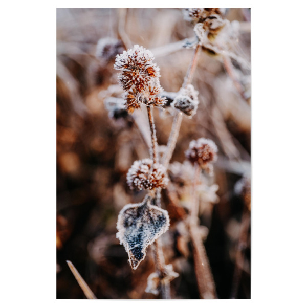 Poster "Winter Blume" artboxONE - Natur,Floral - Natur,Blume,Winter,Schnee,Frost,Kalt,Nude,Nahaufnahme,Plant,Pflanze