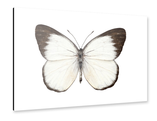Alu-Dibond "Butterfly species Delias belisama" 30x20 cm artboxONE