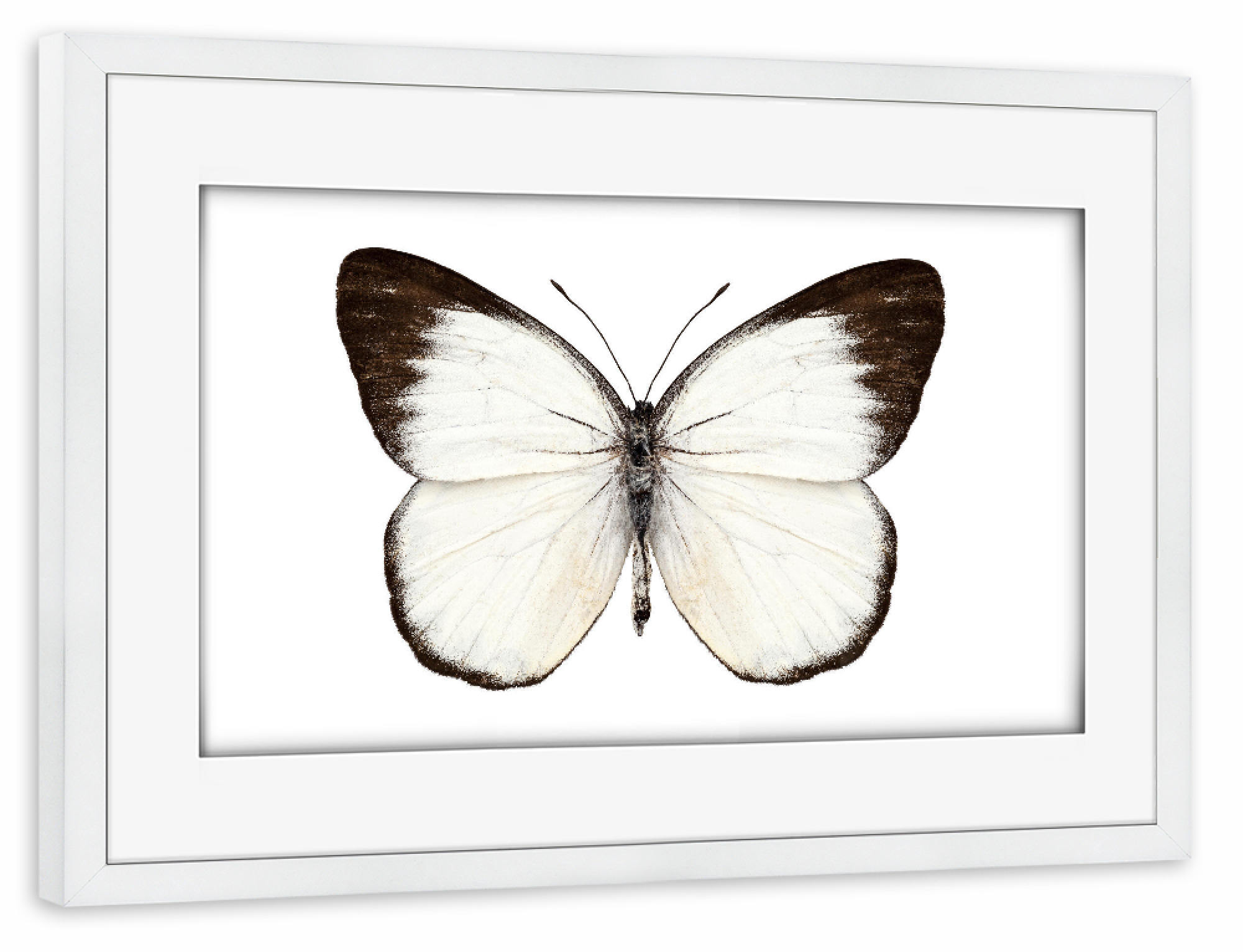 Poster mit Rahmen weiß "Butterfly species Delias belisama" artboxONE - Natur,Tiere