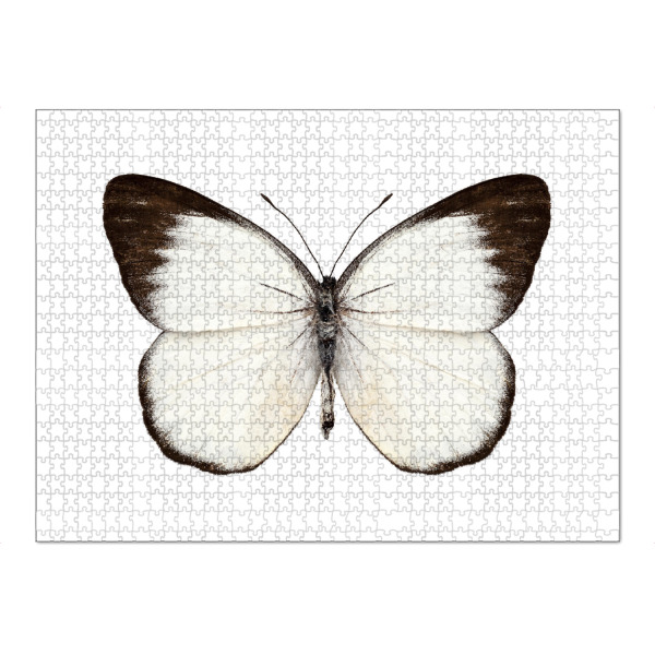 Puzzle Ravensburger "Butterfly species Delias belisama" artboxONE - Natur,Tiere