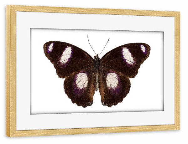 Poster mit Rahmen kiefer "Butterfly species Hypolimnas" artboxONE - Natur,Tiere