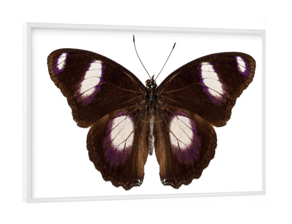 Poster mit weißem Rahmen "Butterfly species Hypolimnas" artboxONE - Natur,Tiere