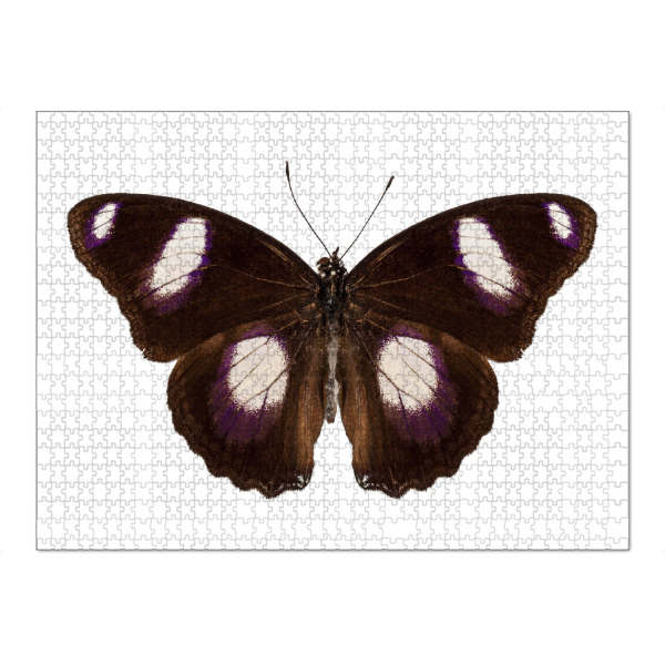 Puzzle Ravensburger "Butterfly species Hypolimnas" artboxONE - Natur,Tiere