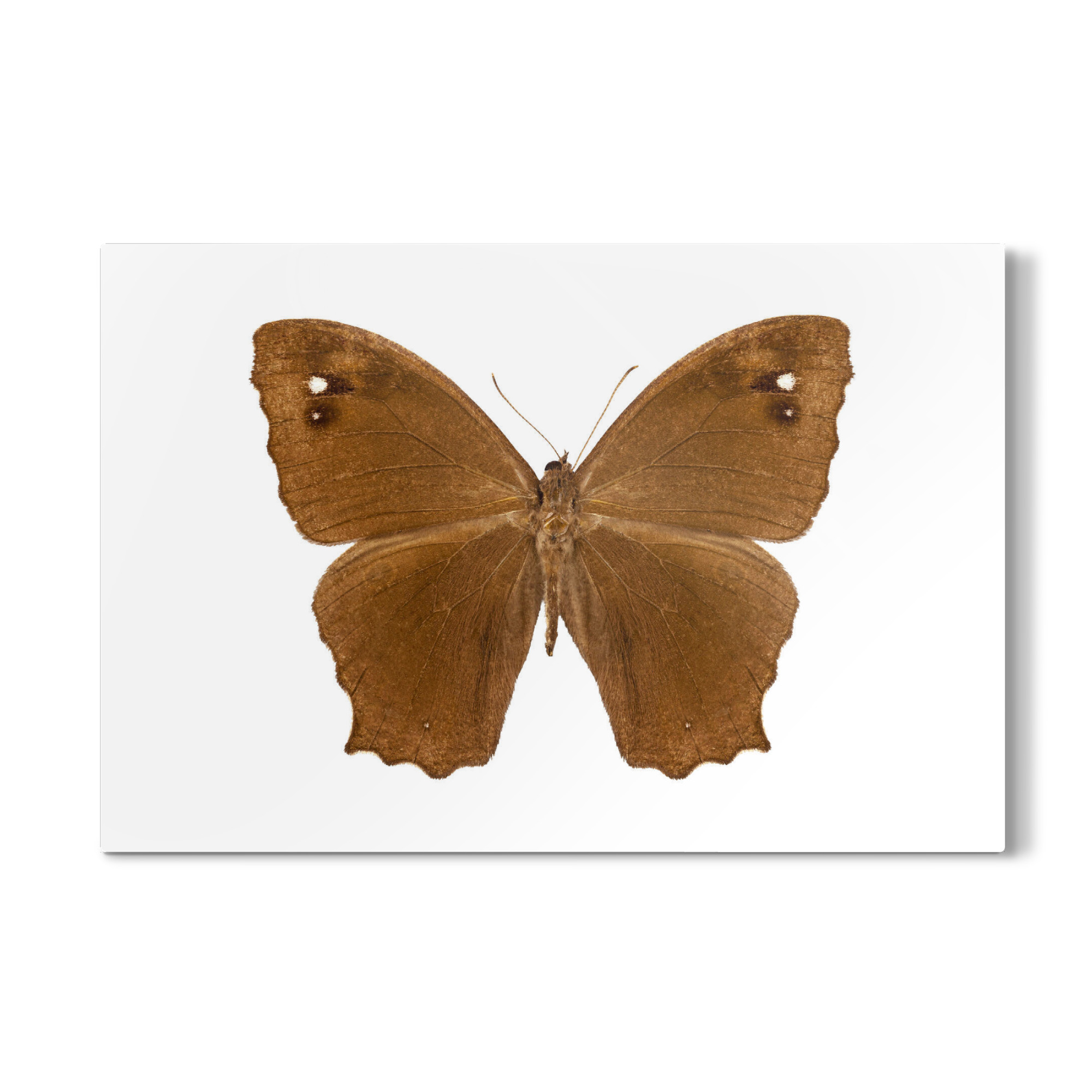 Galerie-Print "Butterfly species Melanitis leda" 75x50 cm artboxONE