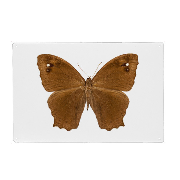 Metall Poster "Butterfly species Melanitis leda" artboxONE - Natur,Tiere