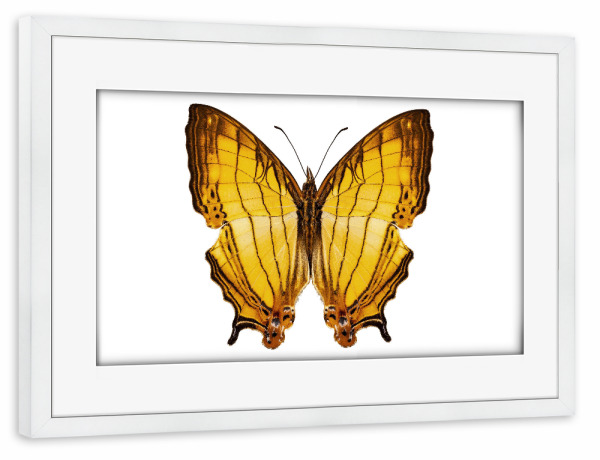 Poster mit Rahmen weiß "Butterfly species Cyrestis" artboxONE - Natur,Tiere