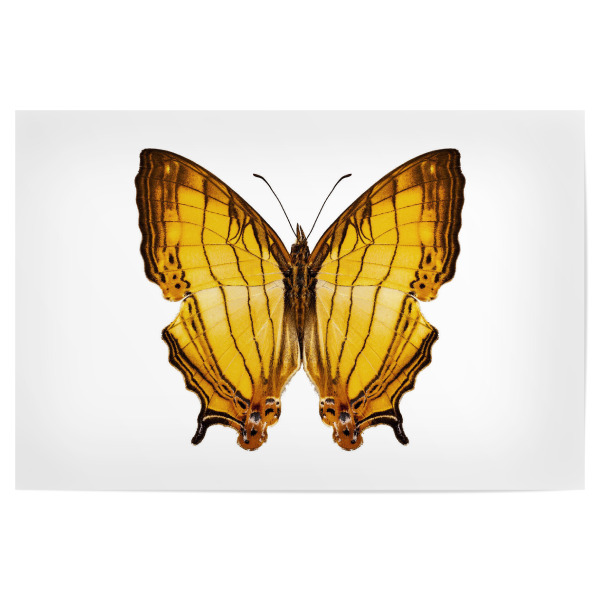 Poster 30x20 cm "Butterfly species Cyrestis" artboxONE - Natur,Tiere