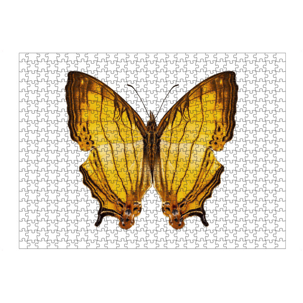 Puzzle Ravensburger "Butterfly species Cyrestis" artboxONE - Natur,Tiere