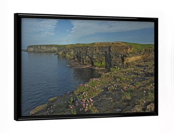 Poster mit schwarzem Rahmen "Klippen von Logaglebe - Orkney" artboxONE - Natur,Reise,Reise / Länder