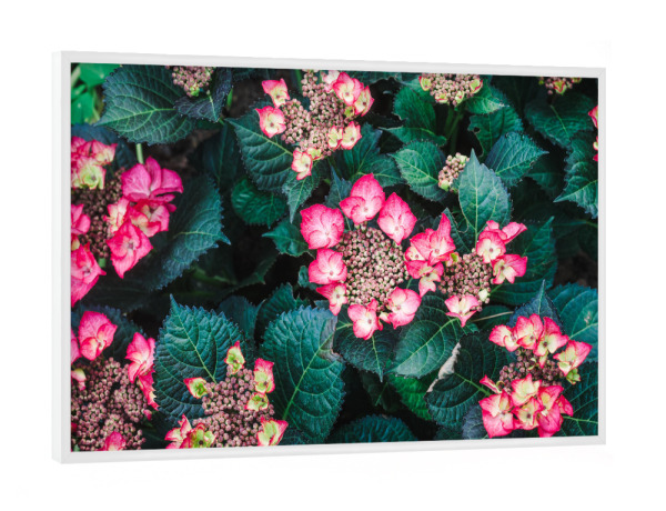 Poster mit weißem Rahmen "Hydrangea in the garden" artboxONE - Natur,Floral - Hydrangea,Flowers,Garden,Nature,Flora,Bloom,Summer,Blumen,Floral,Natur