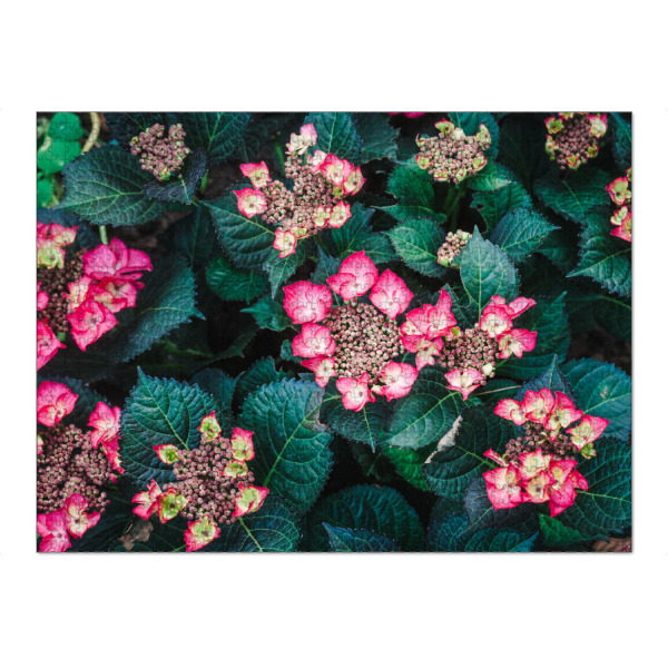 Puzzle Ravensburger "Hydrangea in the garden" artboxONE - Natur,Floral - Hydrangea,Flowers,Garden,Nature,Flora,Bloom,Summer,Blumen,Floral,Natur