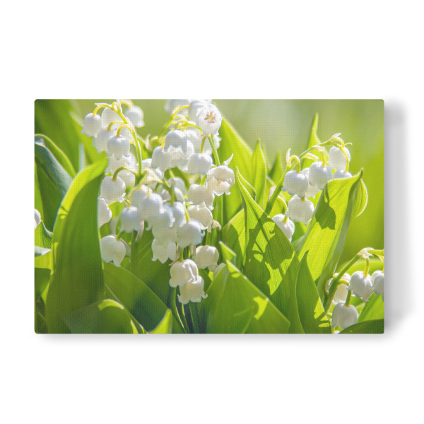 Leinwandbild "Maiglöckchenstrauß" artboxONE - Natur,Floral